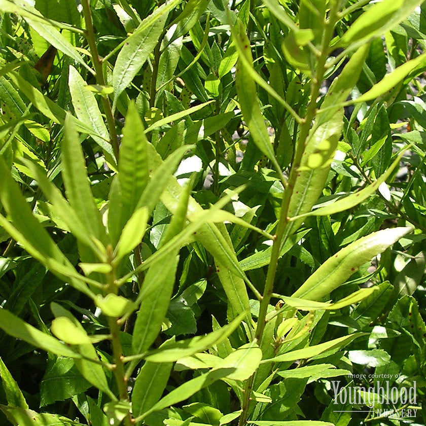 Myrica californica 15gal Pacific Wax Myrtle