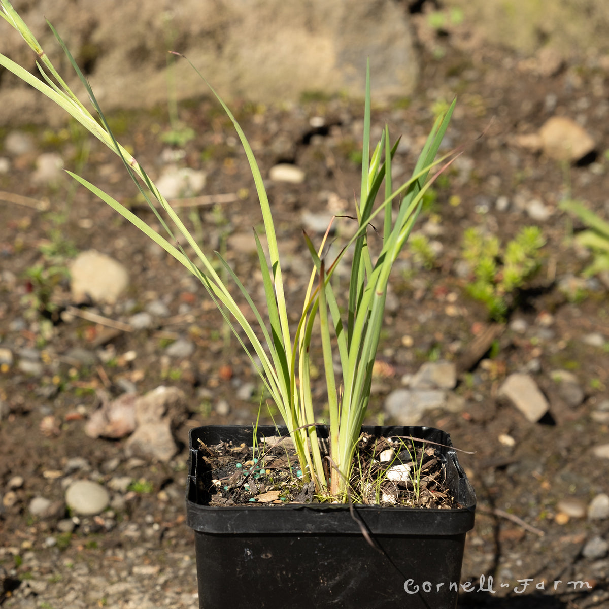 Sisyrinchium bellum Qrt Western Blue-Eyed Grass