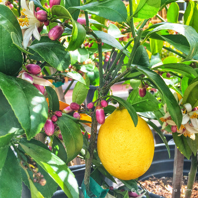Citrus Improved Meyer Lemon 5gal Tree