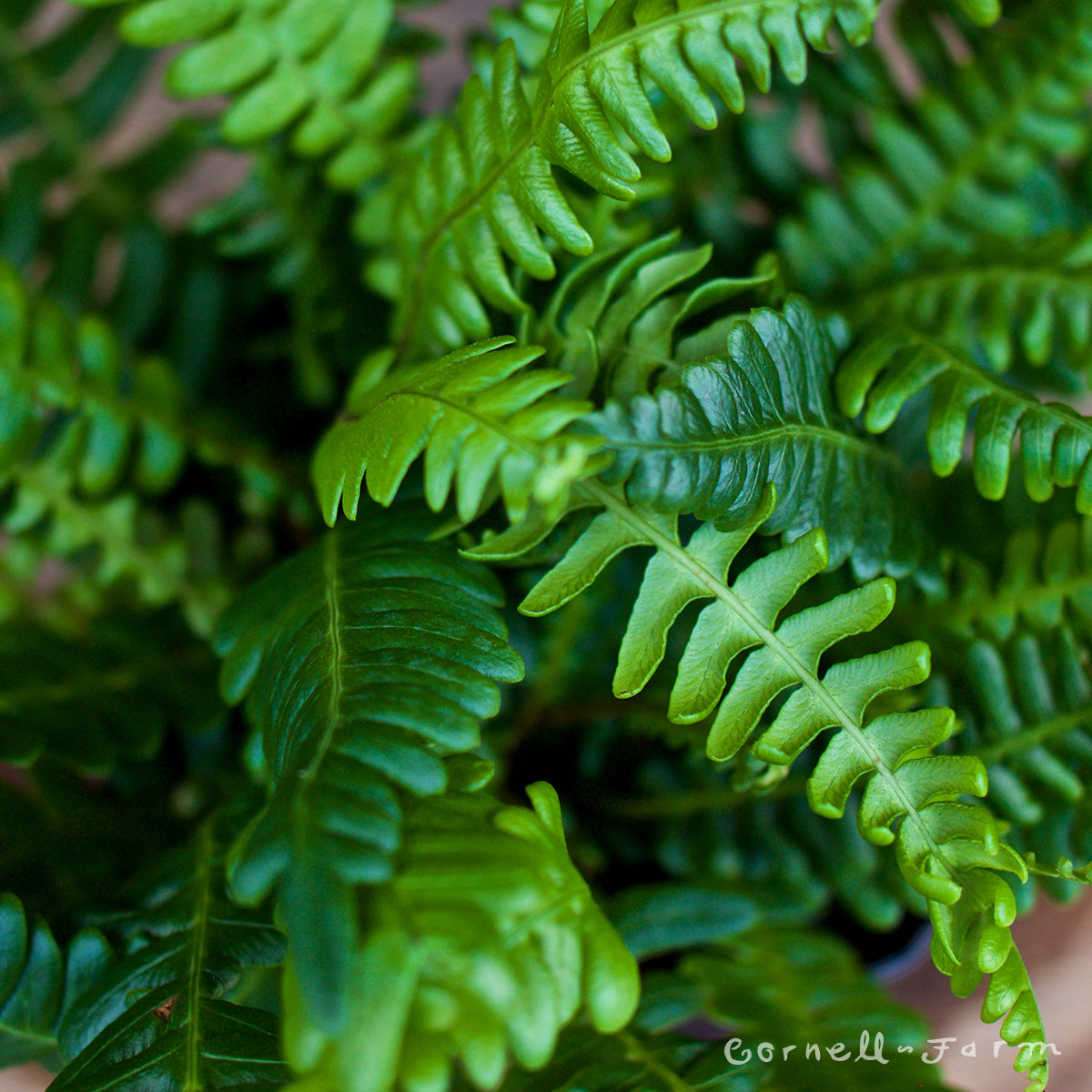 Blechnum spicant SHORTGP Qrt-Deer Fern