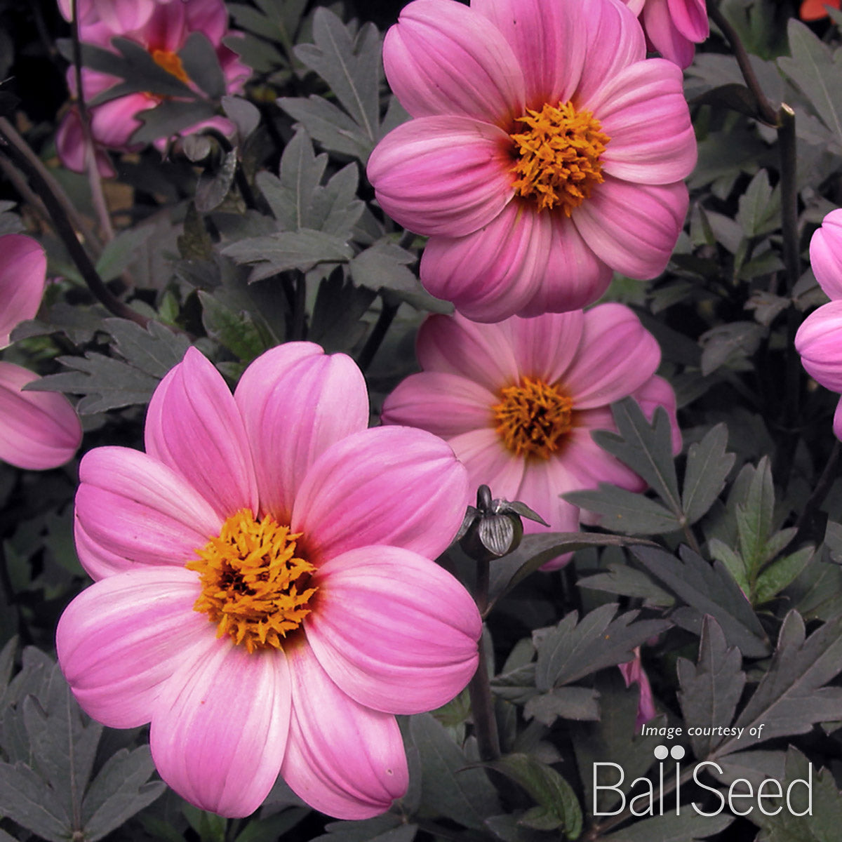 Dahlia Mystic Dreamer pink 2gal CF