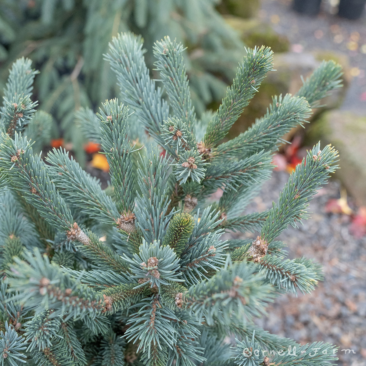 Picea abies Paul's Select 2gal Norway Spruce