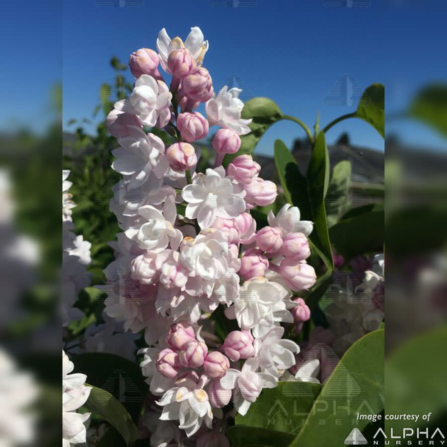 Syringa v Krasavitsa Moskvy 6gal 2-3' Beauty of Moscow Lilac double light pink