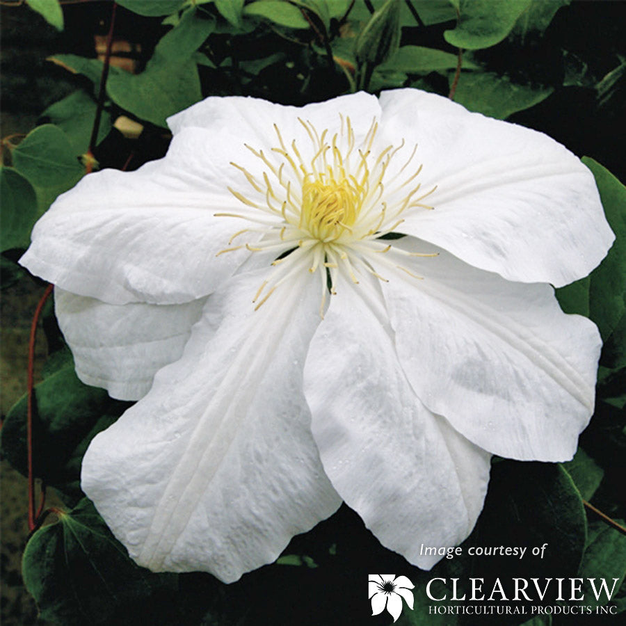 Clematis candida 1gal