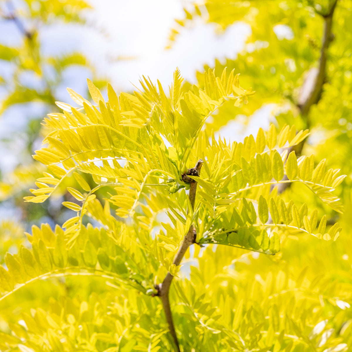 Gleditsia t. Suncole 10gal Sunburst Honeylocust