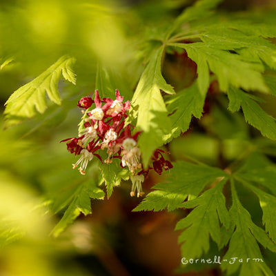 Japanese Maples – Cornell Farm