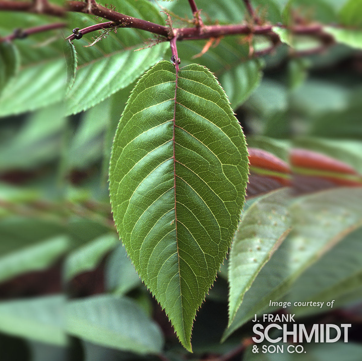 Korgazma zali Cherry 22 Barnaul Korgazma zali Cherry 22 Barnaul