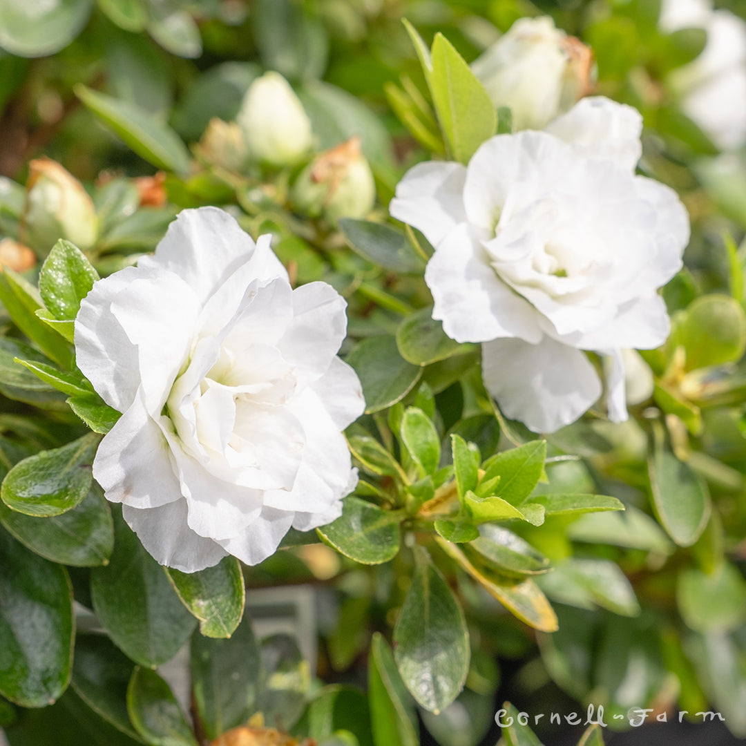 Azalea White Rosebud 3gal – Cornell Farm