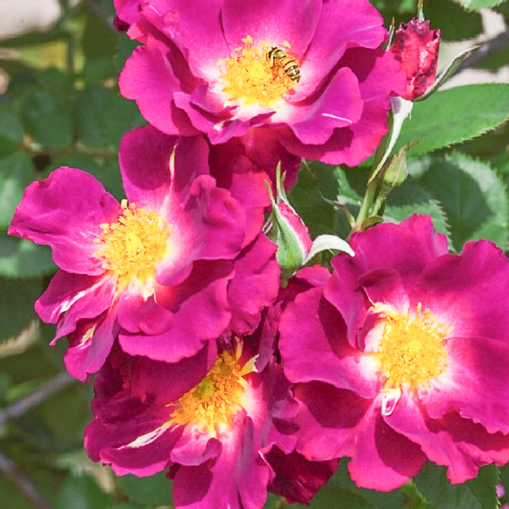 Rose Stormy Weather 5gal Climber