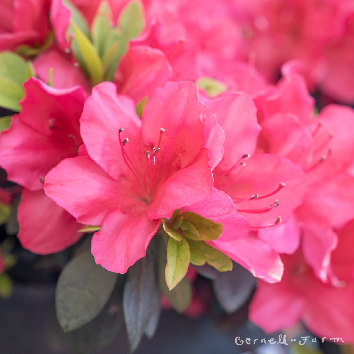 Azalea Nico Red 5gal