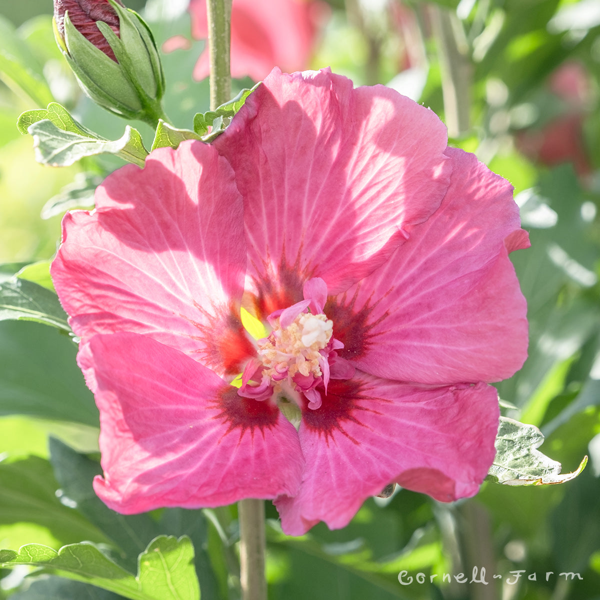 Hibiscus s. Chateau Chambord 5gal PT Hardy Rose of Sharon