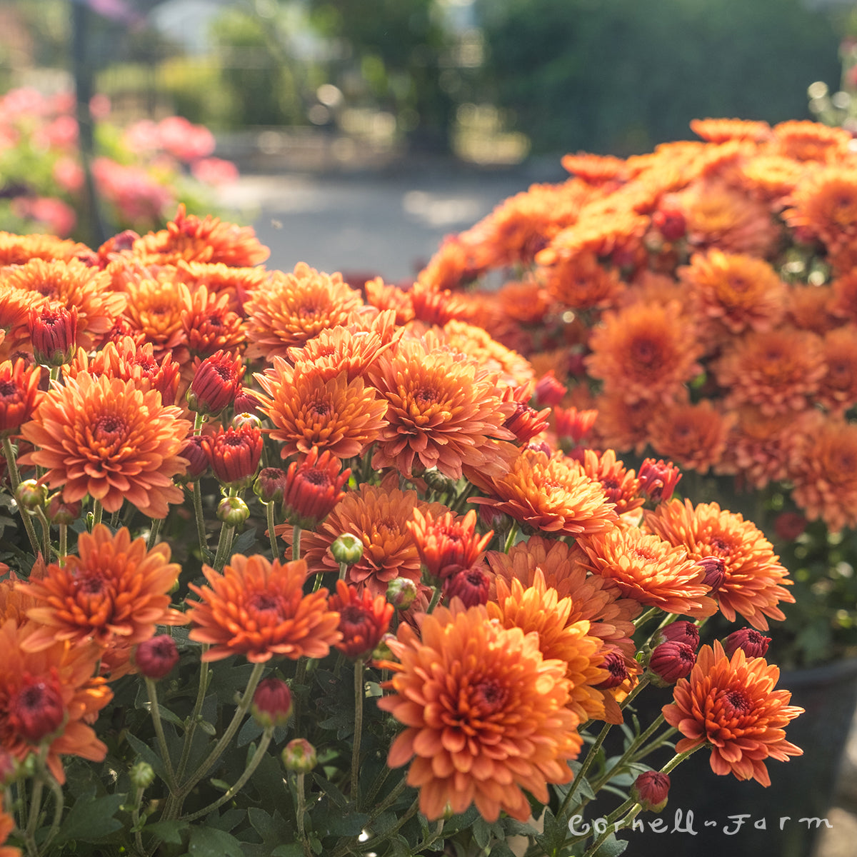 Mums Garden Qrt Orange Bronze