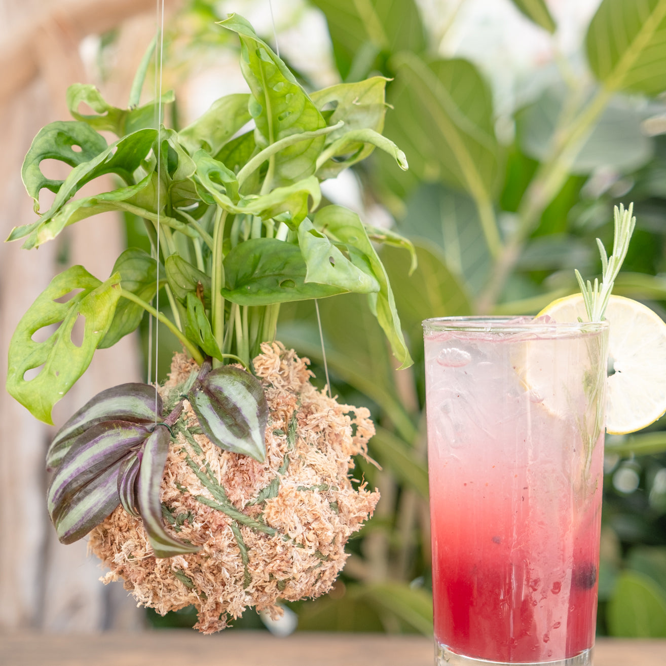 Plant & Sip: Kokedama Workshop (July 6th at 3:30pm)