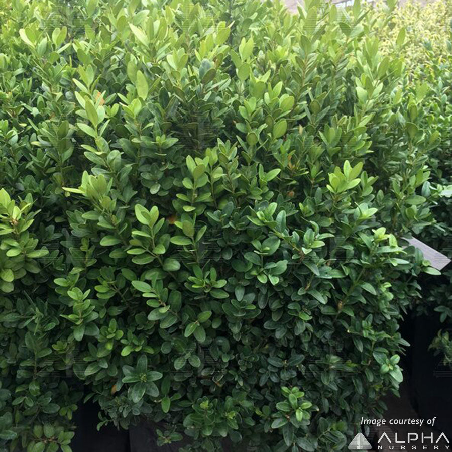 Buxus koreana Fastigiata 5gal 2 Ball Boxwood