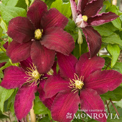 Clematis Niobe 1gal burgundy