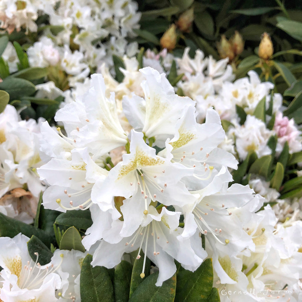 Rhododendron Cunningham's White
