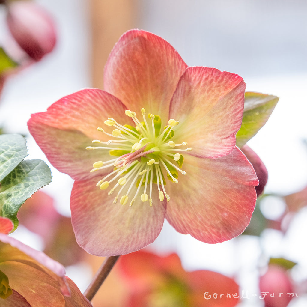 Helleborus Ice N' Roses Mary Marble 1gal HGC – Cornell Farm