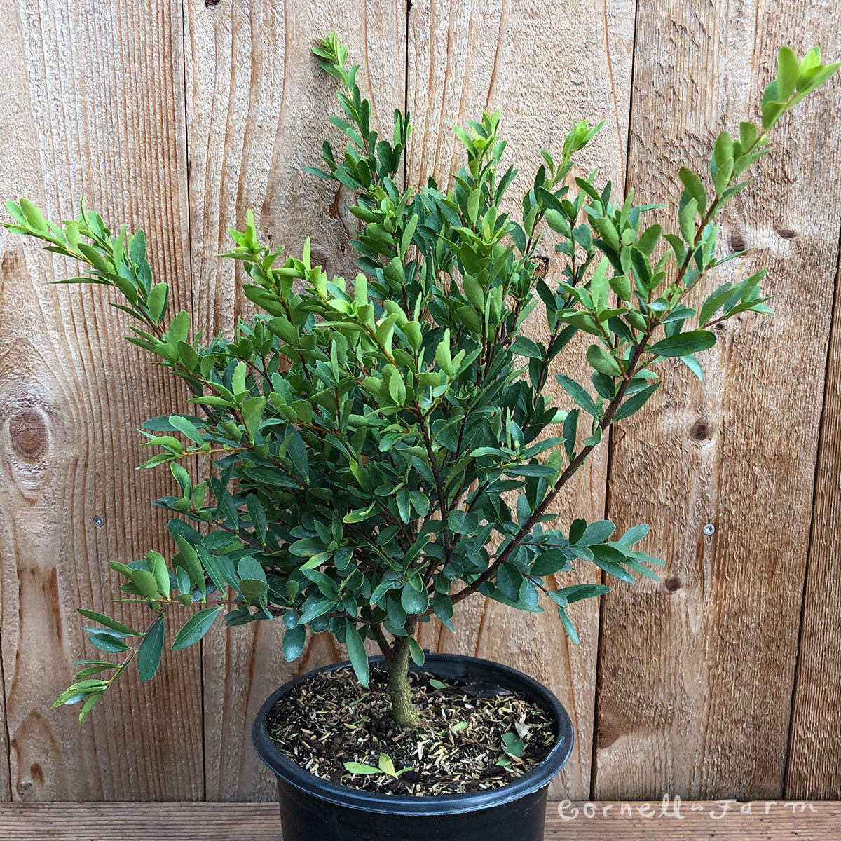 Pachistima myrsinites 1gal Oregon Boxwood