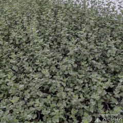 Ceanothus Ray Hartman 5gal California Lilac