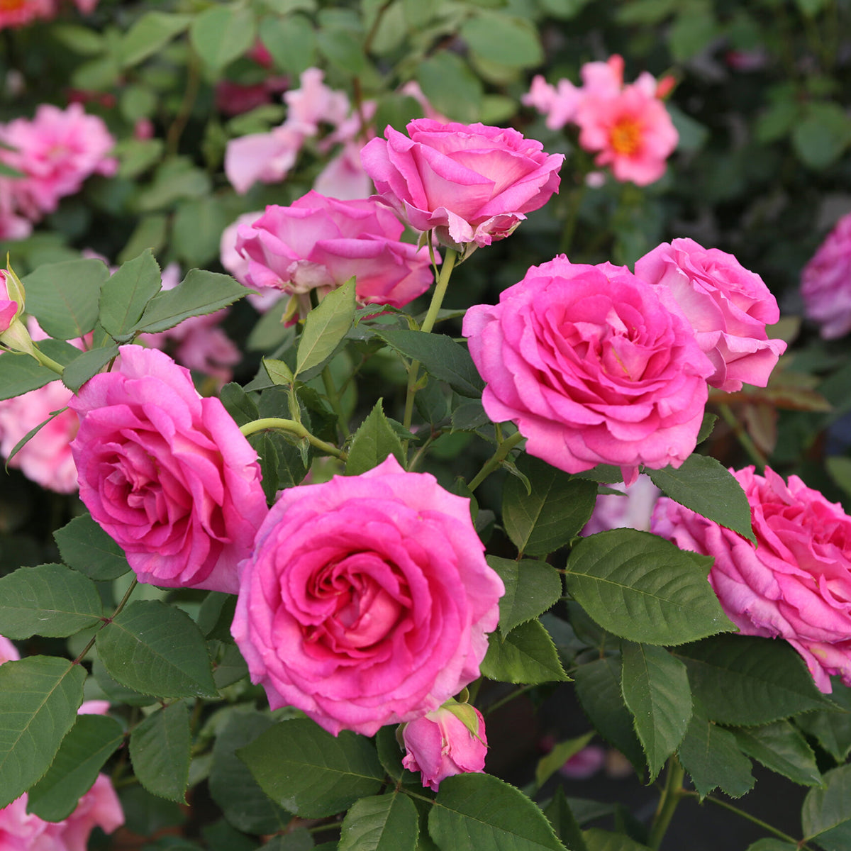 Rose Raspberry Cupcake 5gal Hybrid Tea