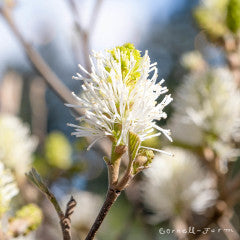 Fothergilla gardenii 1gal