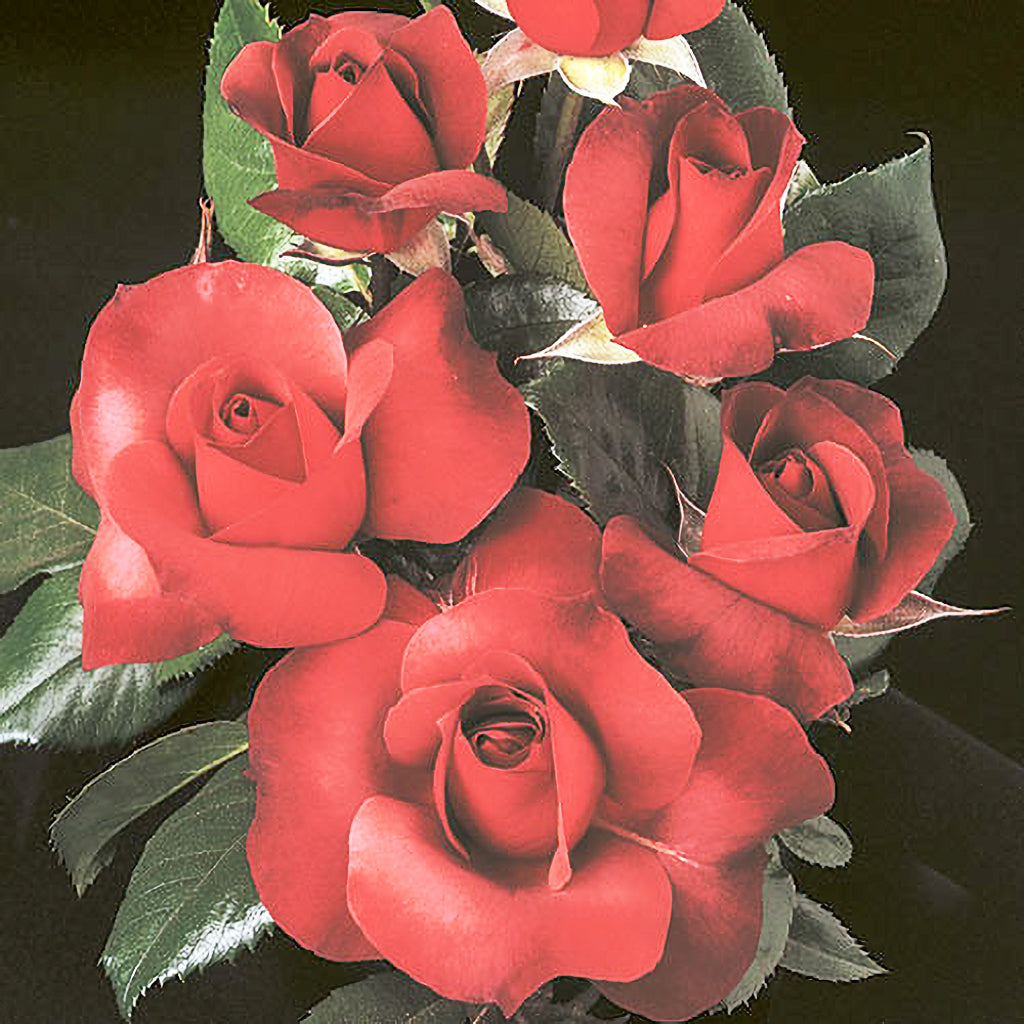 Rose Hot Cocoa 5gal Hybrid Tea