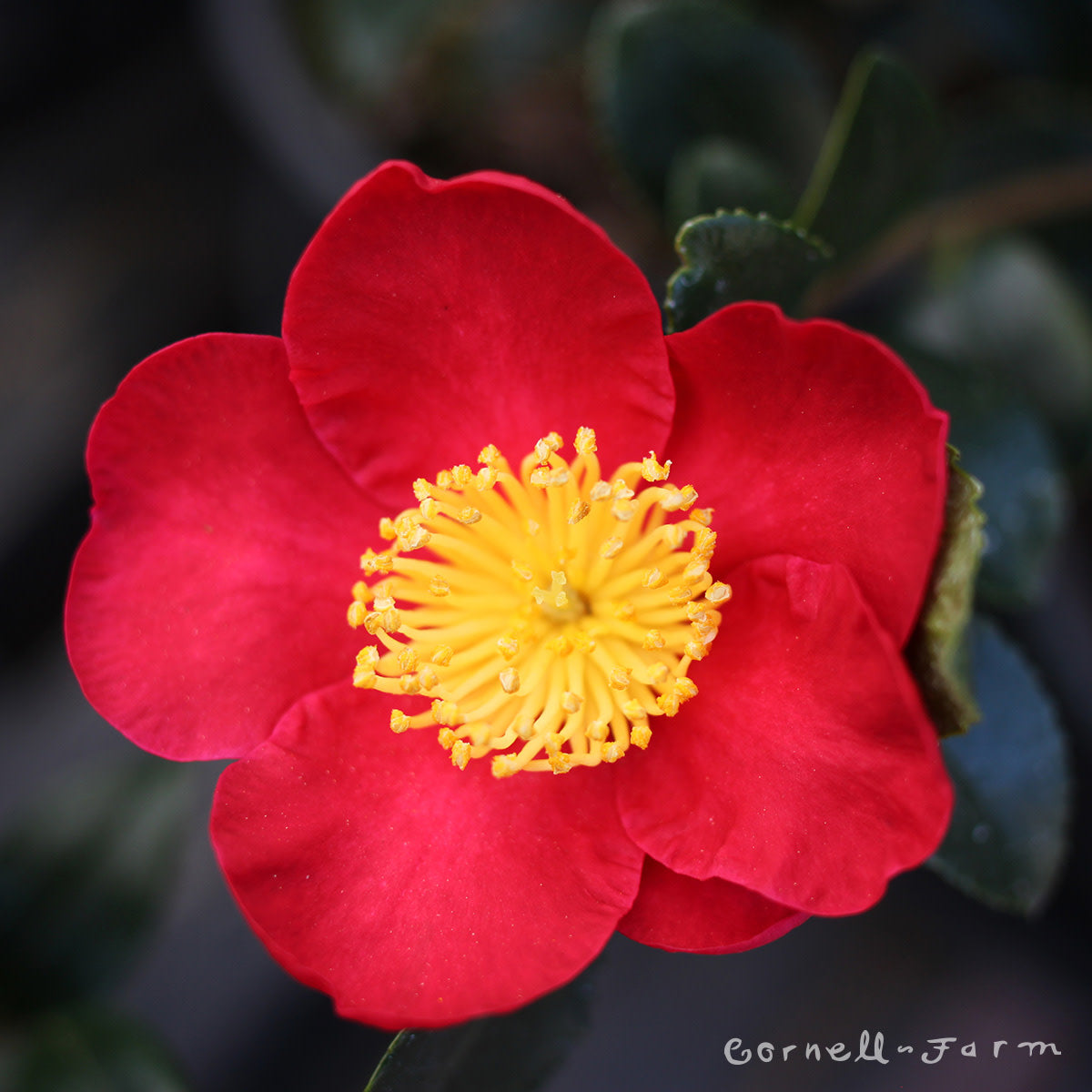 Camellia s. Yuletide 2gal  Patio Tree