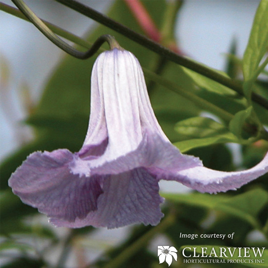 Clematis v. Betty Corning 2gal