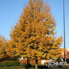 Tilia cordata Greenspire 15gal 1.25in Linden Tree