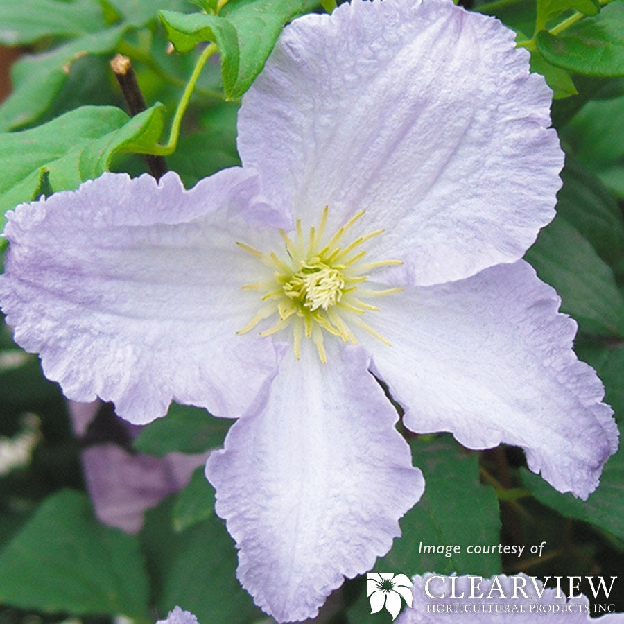 Clematis Blue Angel 2gal