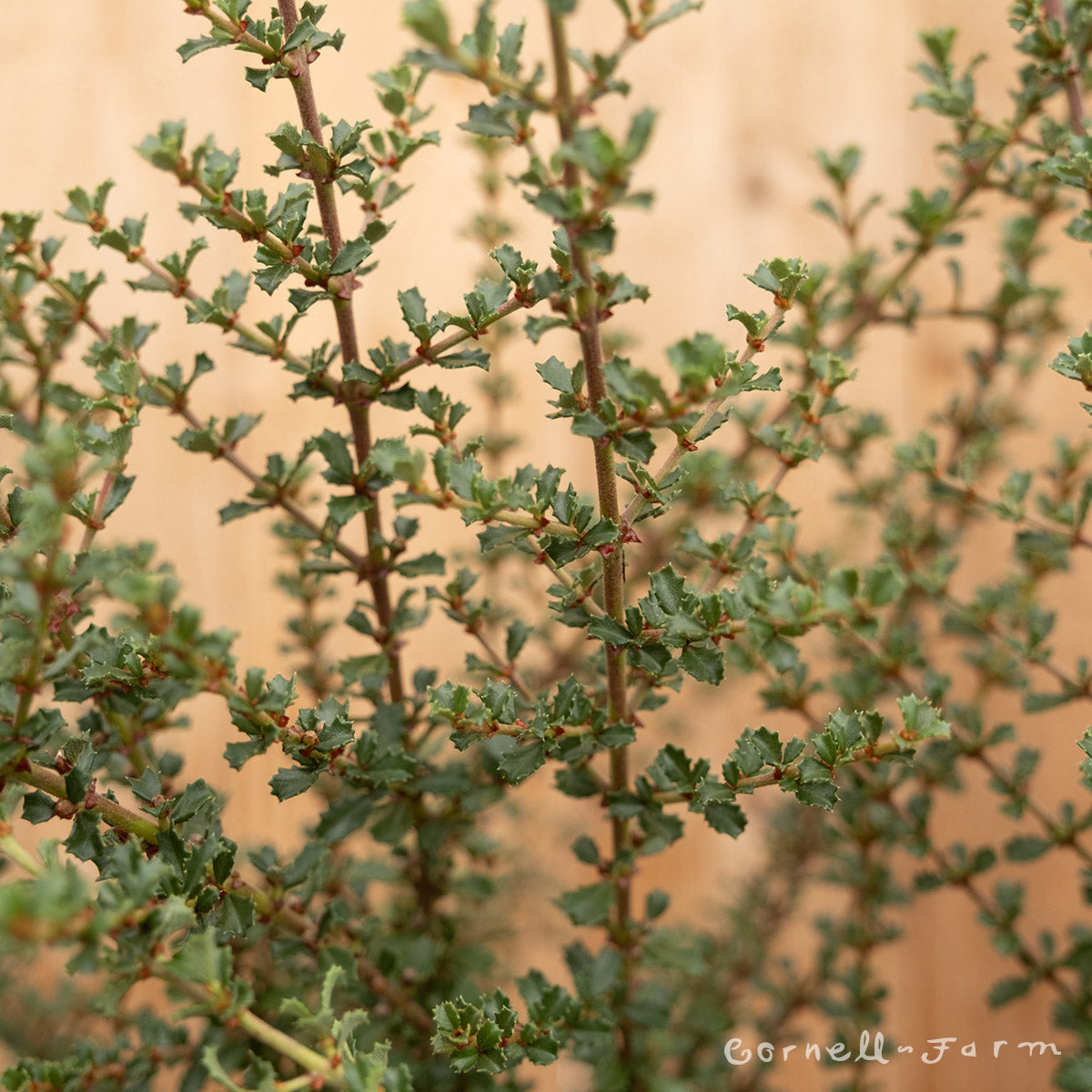 Ceanothus x. Blue Jeans 1gal California Lilac