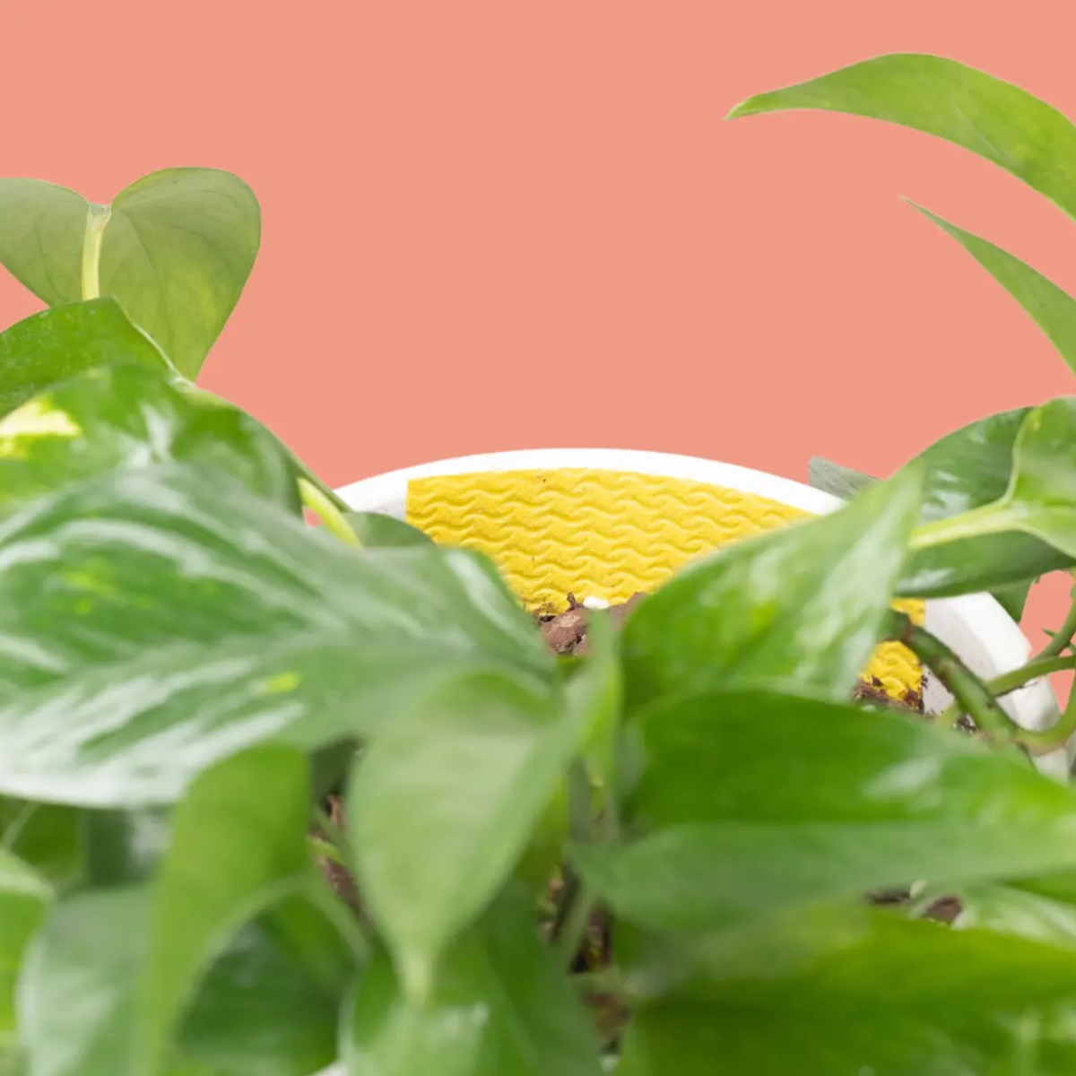 We The Wild Compostable Gnat Traps