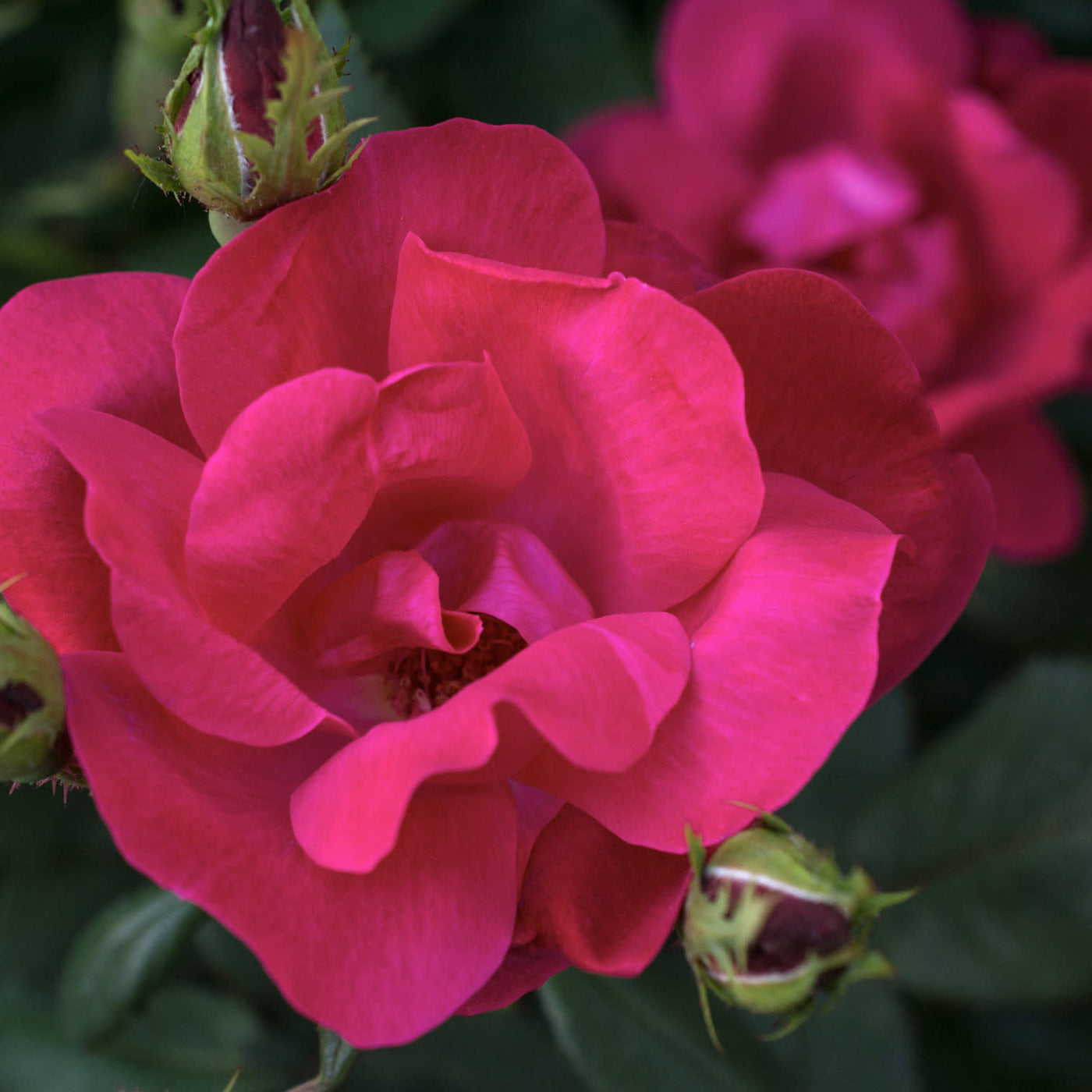 Rose Knockout Red 3gal Shrub