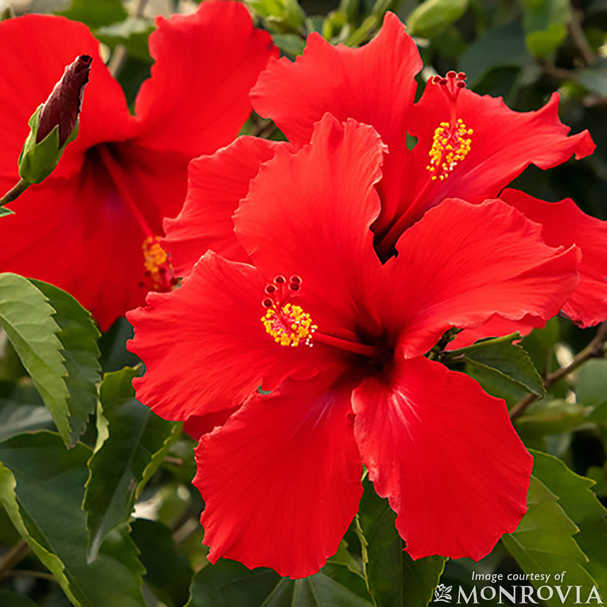 Hibiscus rosa-sinensis Brilliant 1gal