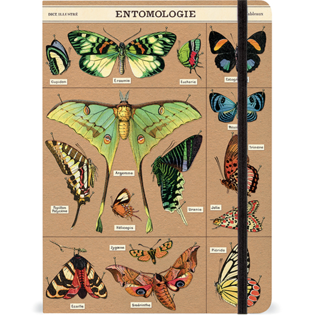 Cavallini Notebook 6x8 Entomology + Elastic Closure