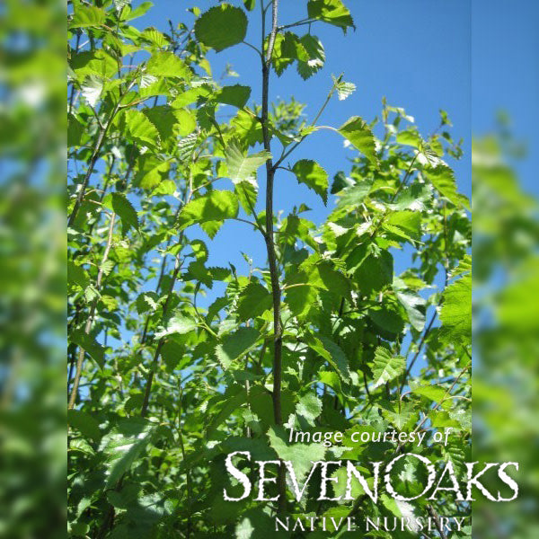 Betula occidentalis 1.5in Water Birch
