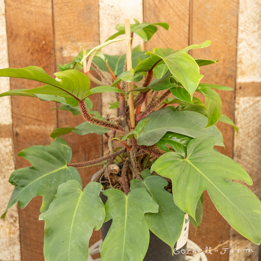 philodendron squamiferum red Philodendron squamiferum 2gal
