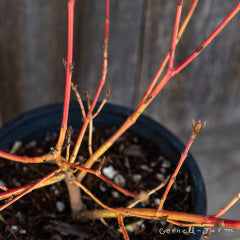 Cornus s. Midwinter Fire 3gal Dogwood shrub