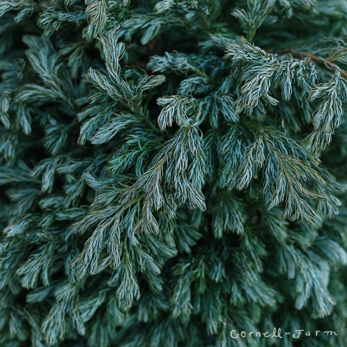 Chamaecyparis p. Boulevard 2gal Sawara Cypress