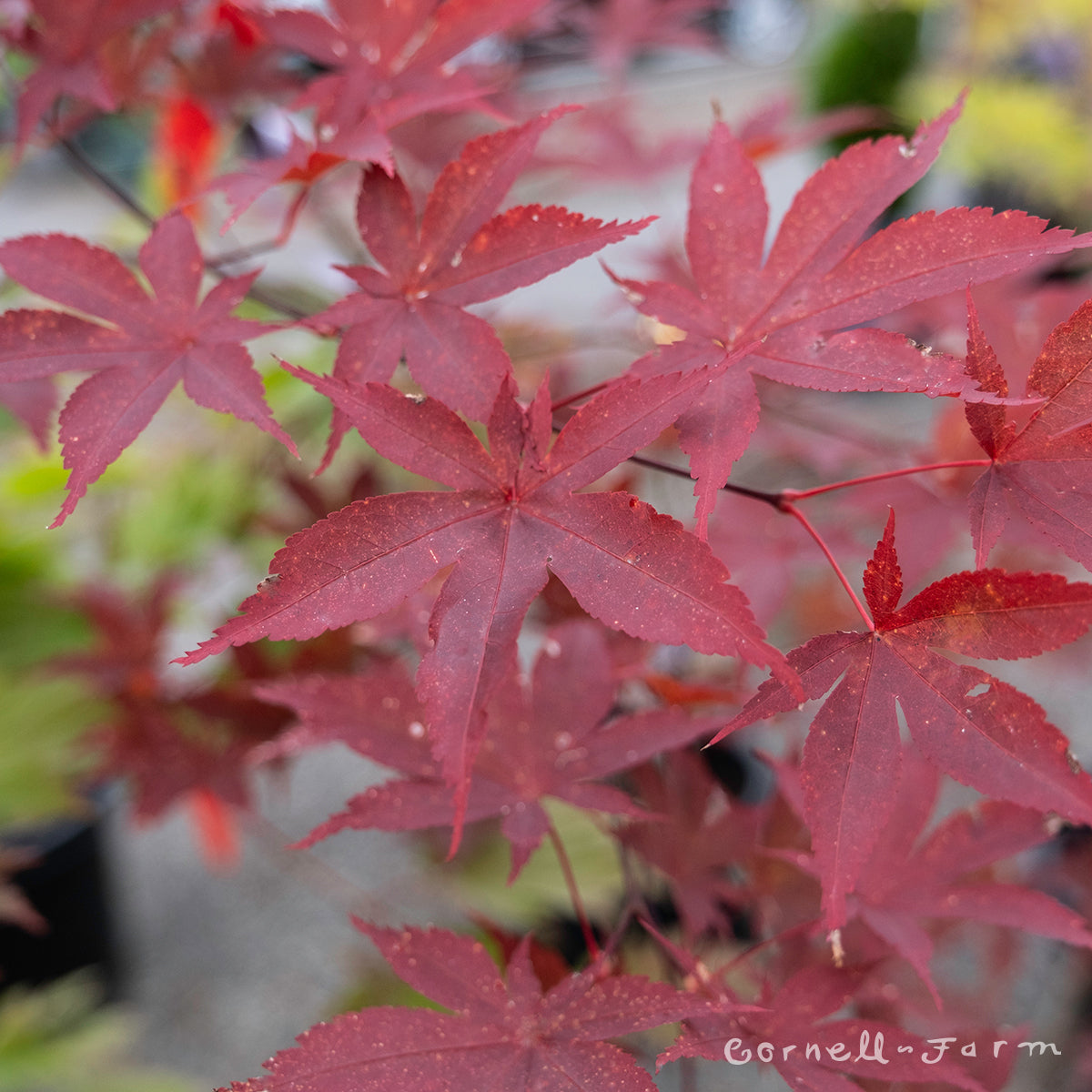 Acer p. Fireglow 10gal Japanese Maple WS