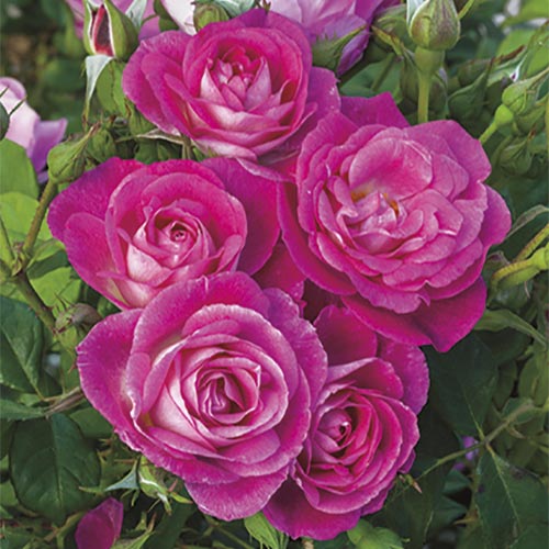 Rose Tree Easy to Please 5gal PT 36" Floribunda