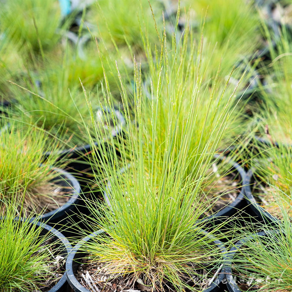 Festuca idahoensis 4in. Idaho fescue