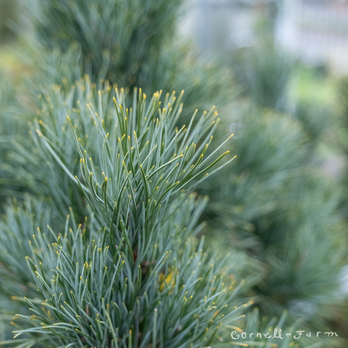 Pinus strobus Glauca Nana 5gal. White Pine