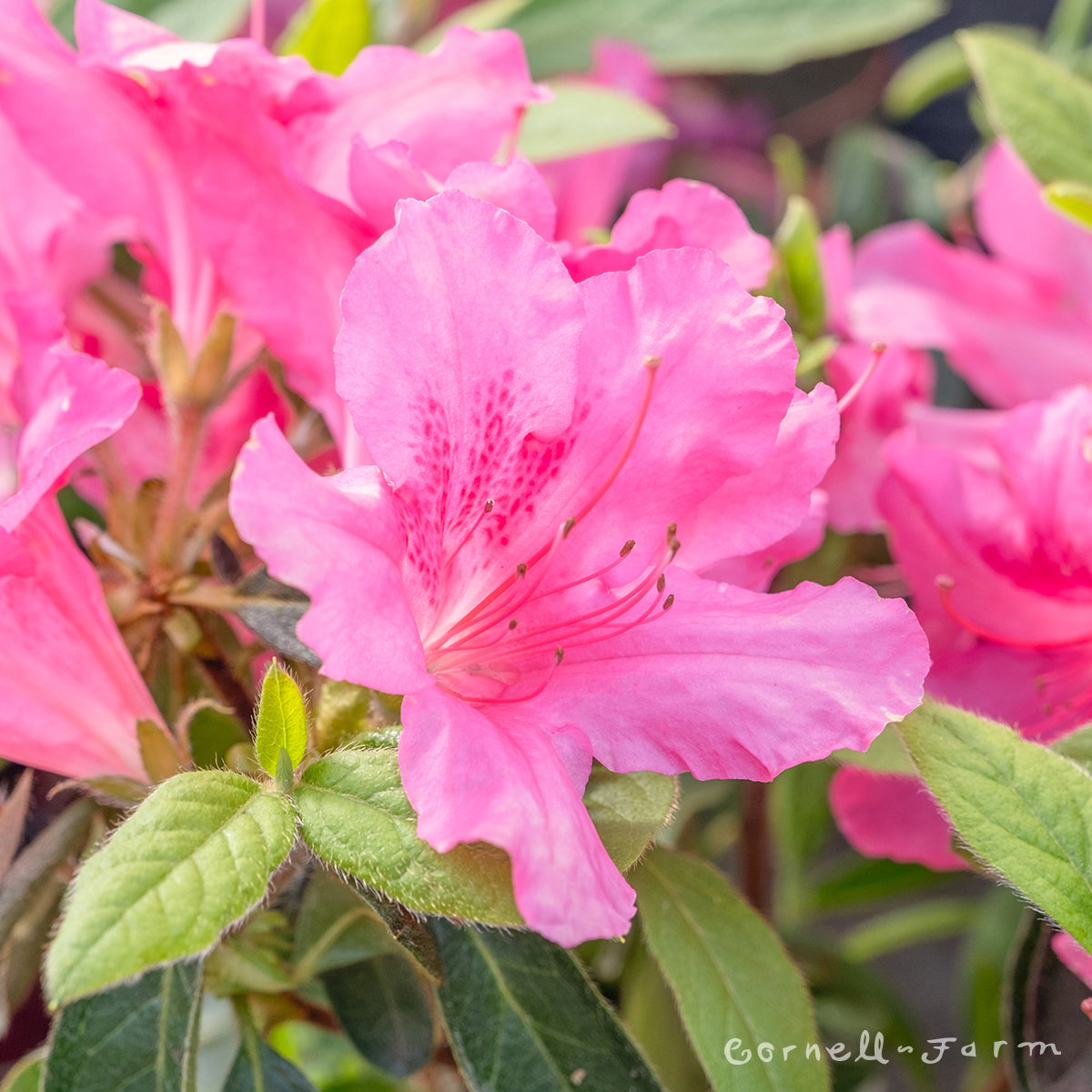 Azalea Autumn Sangria 3gal Encore Azalea – Cornell Farm