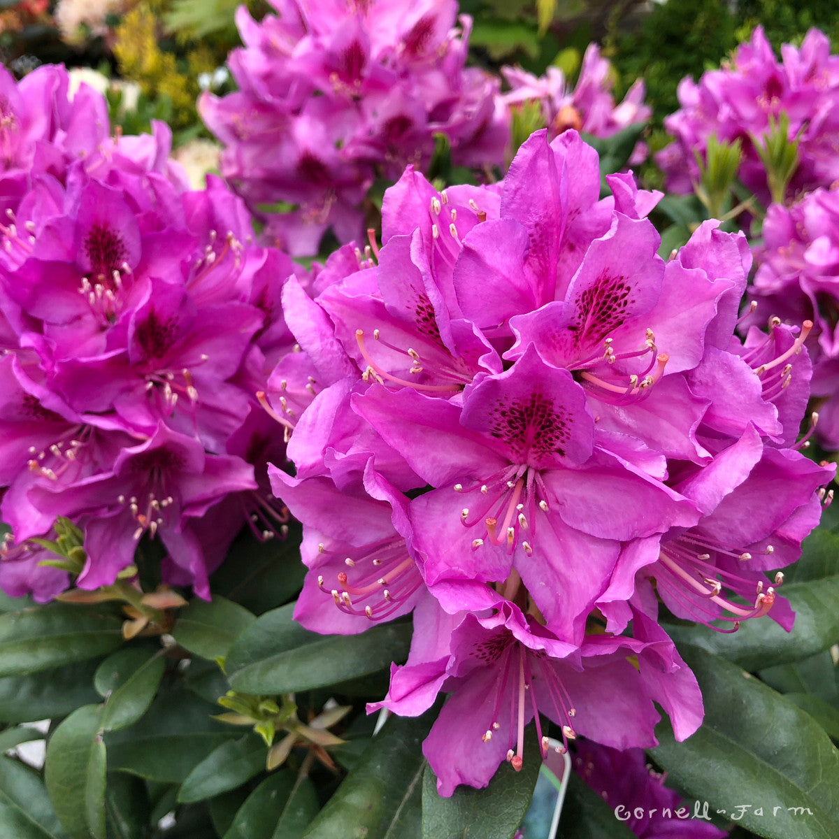 Rhododendron Anah Kruschke 6gal, red-purple – Cornell Farm