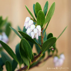 Arctostaphylos x c. Panchito 5gal. Manzanita