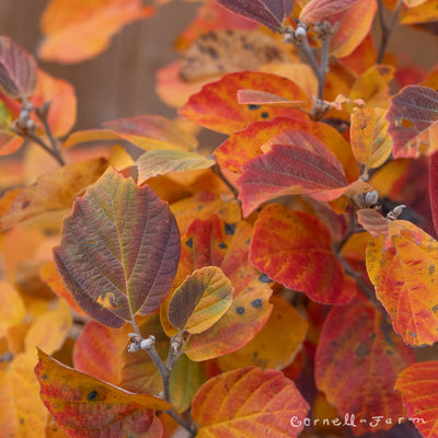 Fothergilla major Mount Airy 3gal