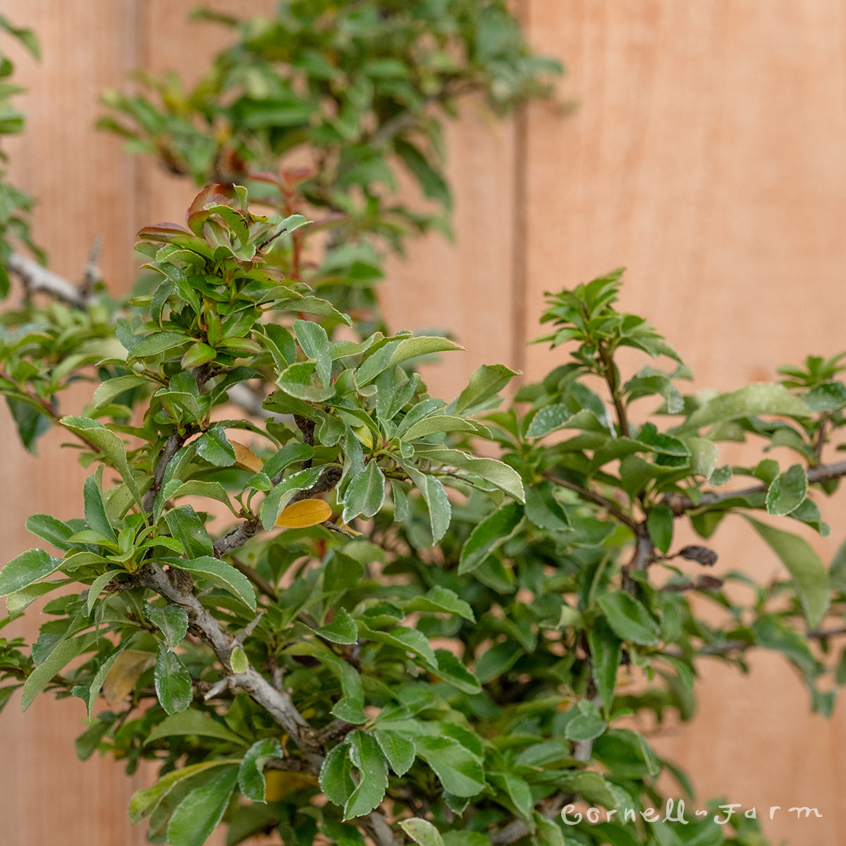 Pyracantha Teton 3gal Firethorn shrub form