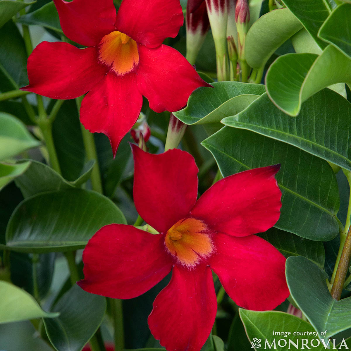 Mandevilla Sunvilla Red 5gal
