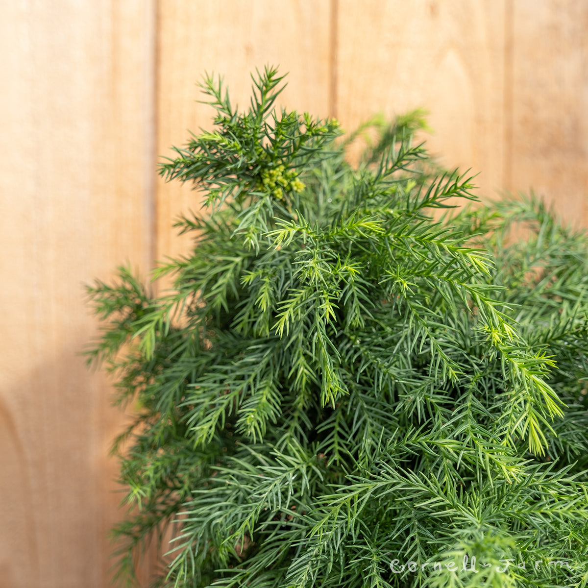 Cryptomeria j. Elegans Nana 2gal